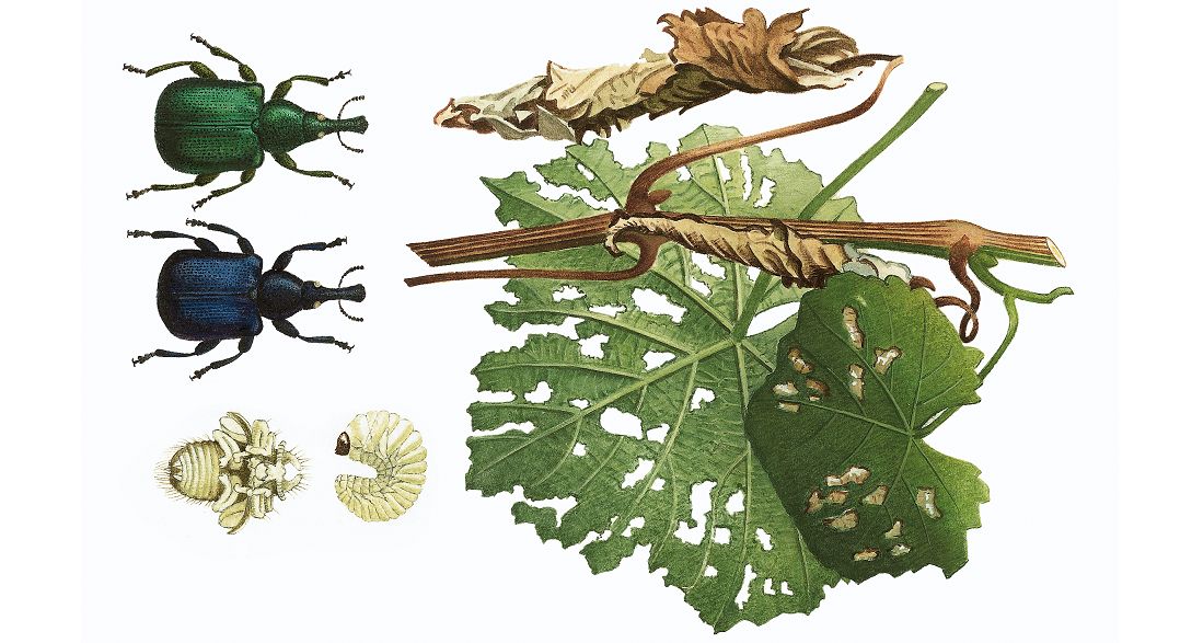 Rebstecjer - Käfer, Larven (Raupen) und Schadbilder von den Blättern
