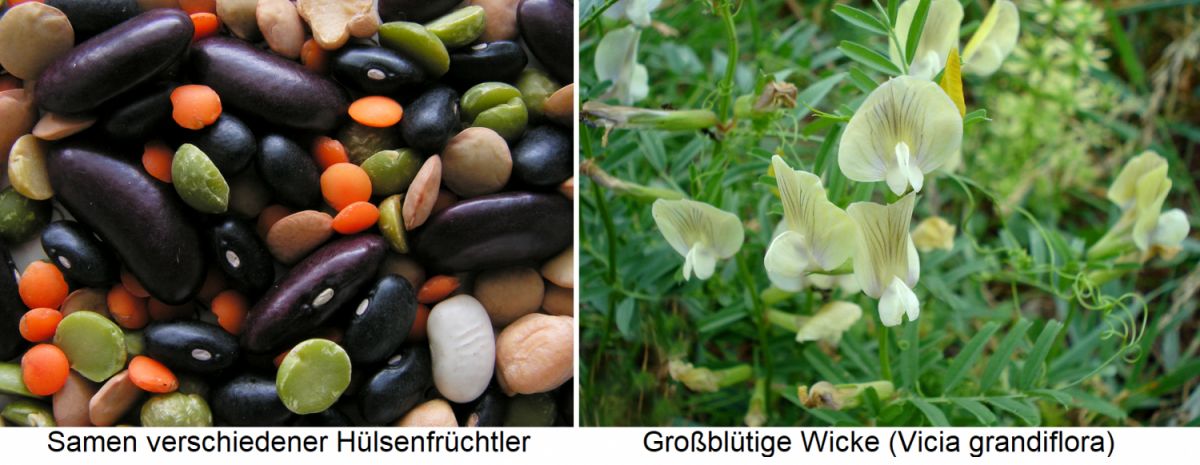 Samen verschiedener Hülsenfrüchtler / Großblütige Wicke (Vicia grandiflora)