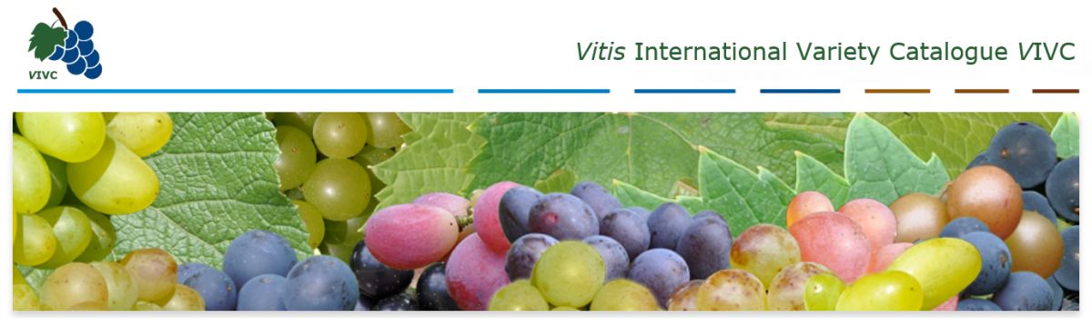 VIVC-Website
