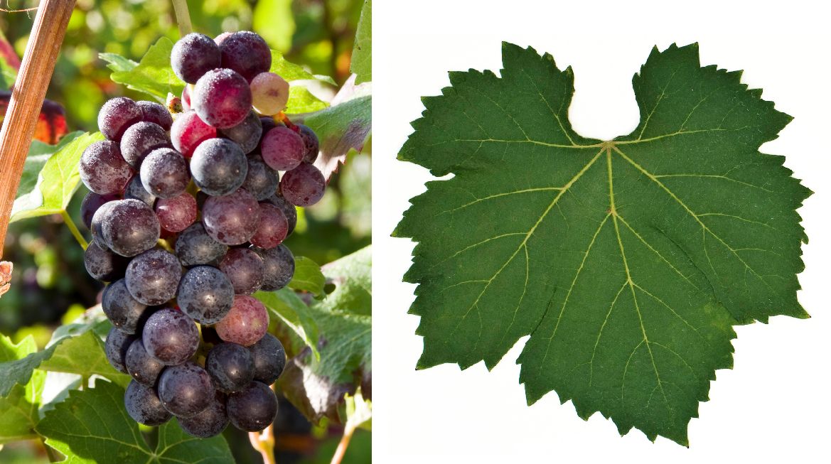 Uva Rara - Weintraube und Blatt