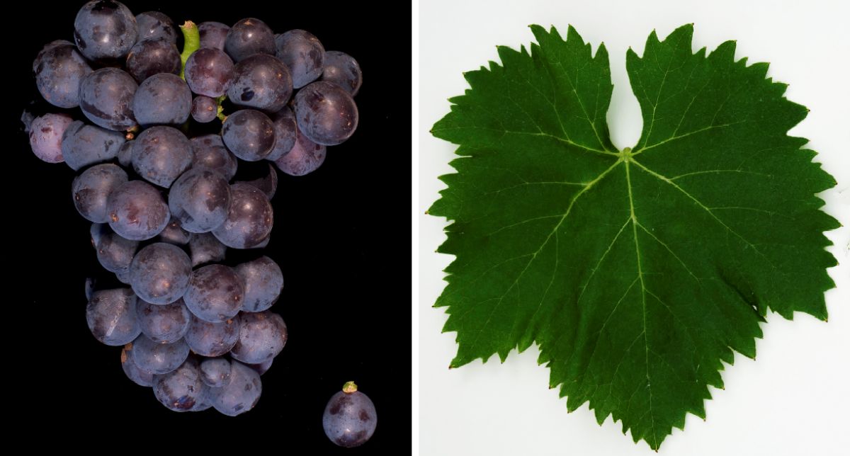 Ciliegiolo - Weintraube und Blatt
