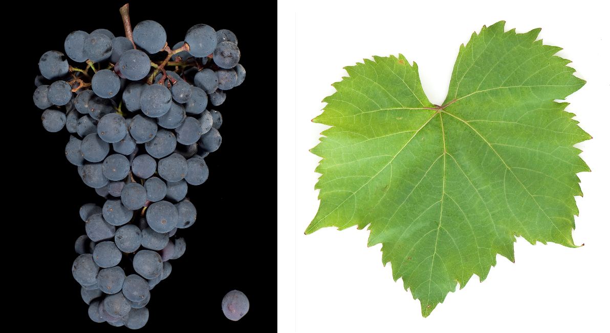 Rubired - Weintraube und Blatt