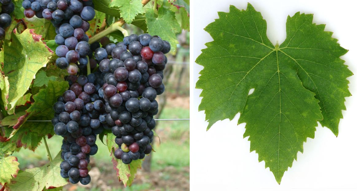 Aleatico - Weintraube und Blatt