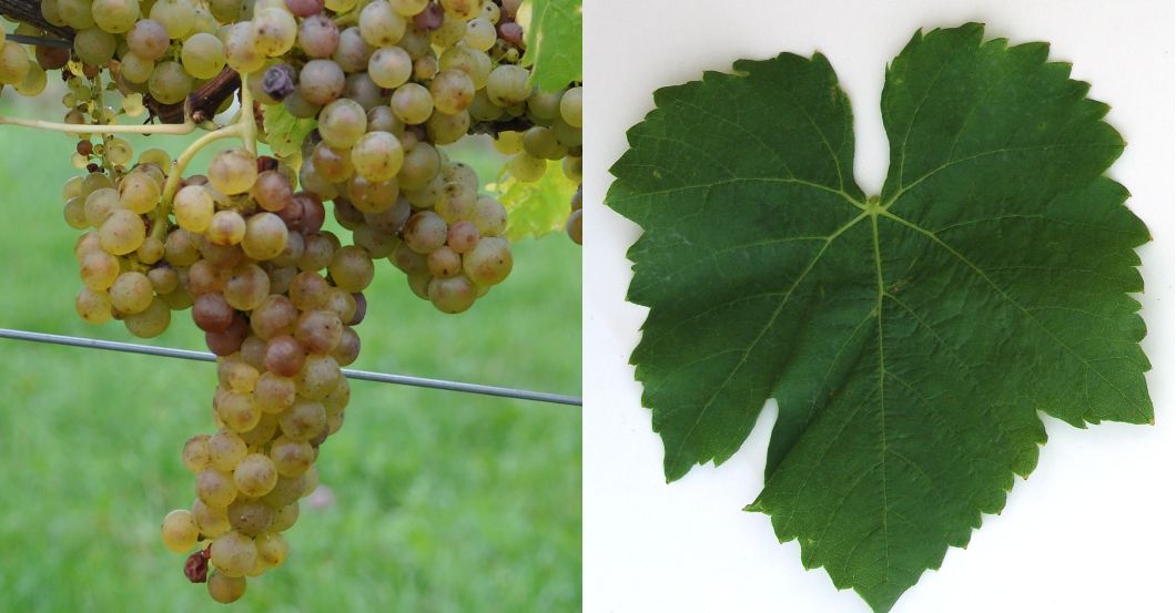 Albalonga - Weintraube und Blatt