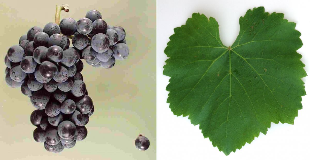 Blauer Wildbacher - Weintraube und Blatt