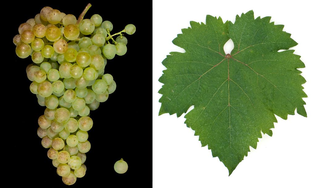 Arany Sárfehér - Weintraube und Blatt
