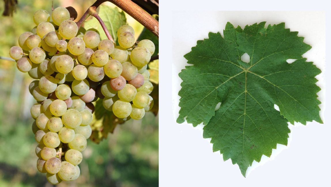 Hölder - Weintraube und Blatt