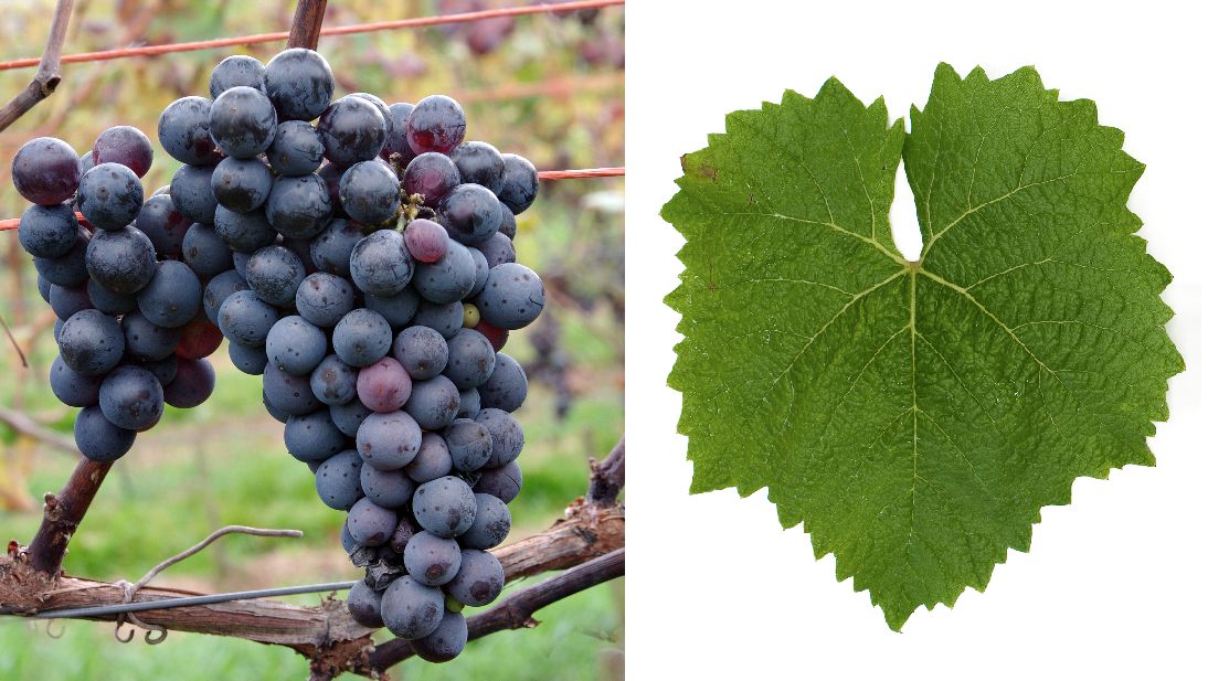 Prior - Weintraube und Blatt