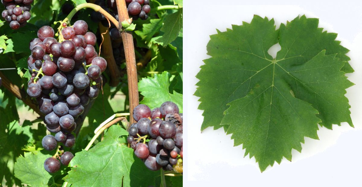 Rosenmuskateller - Weintraube und Blatt