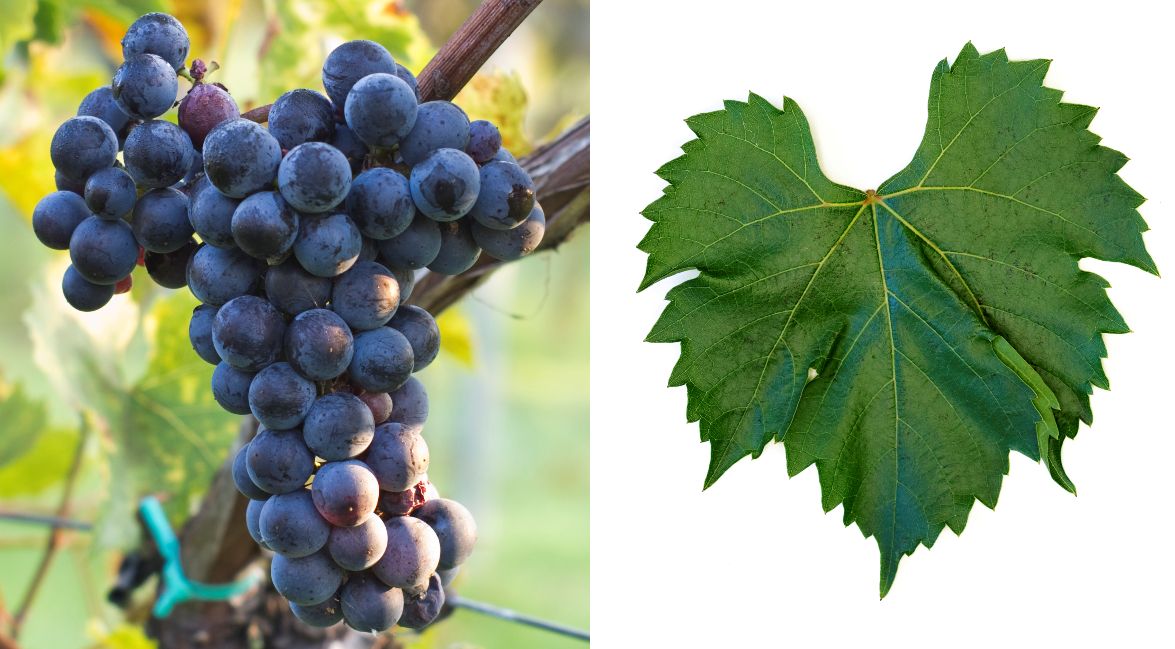 Chelois - Weintraube und Blatt