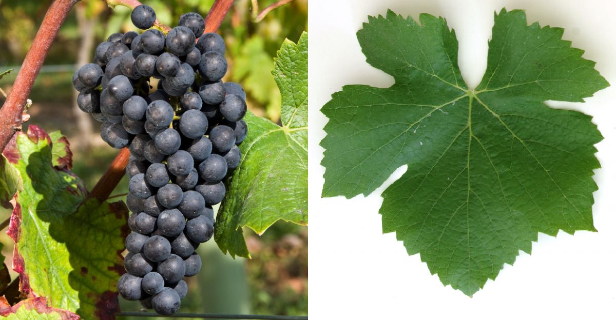 Pinot Noir - Weintraube und Blatt