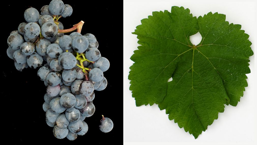 Carmina - Weintraube und Blatt