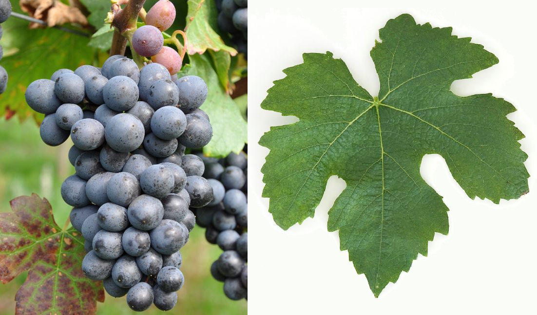 Pinotage - Weintraube und Blatt