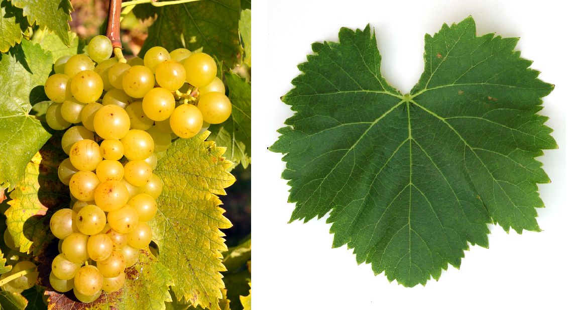 Goldmuskateller (Moscato Giallo) - Weintraube und Blatt