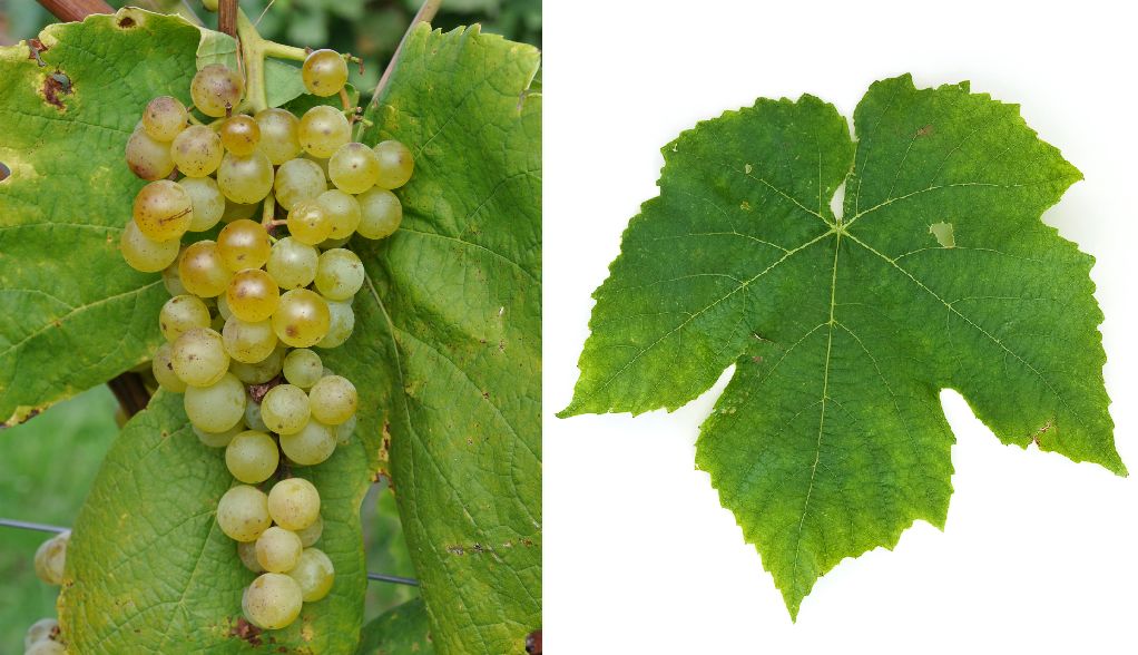 Himrod - Weintraube und Blatt