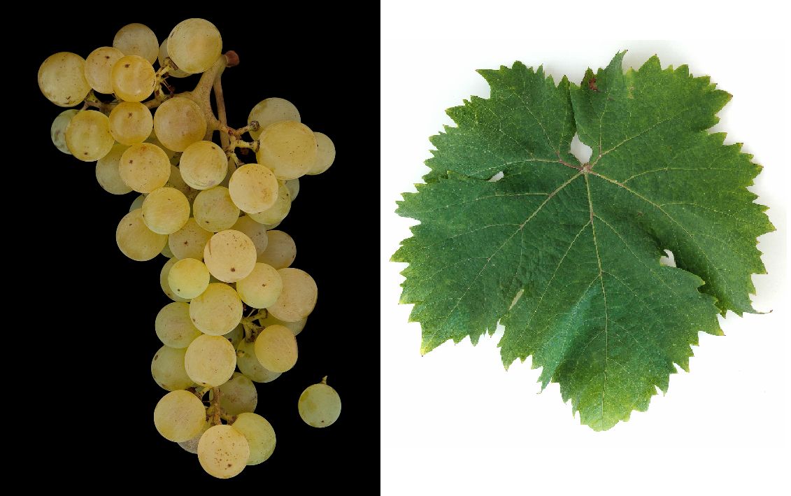 Bombino Bianco - Weintraube und Blatt