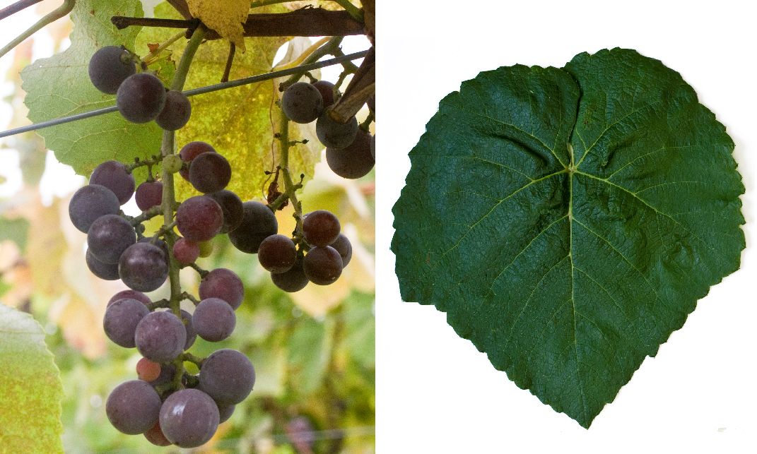 Agawam - Weintraube und Blatt