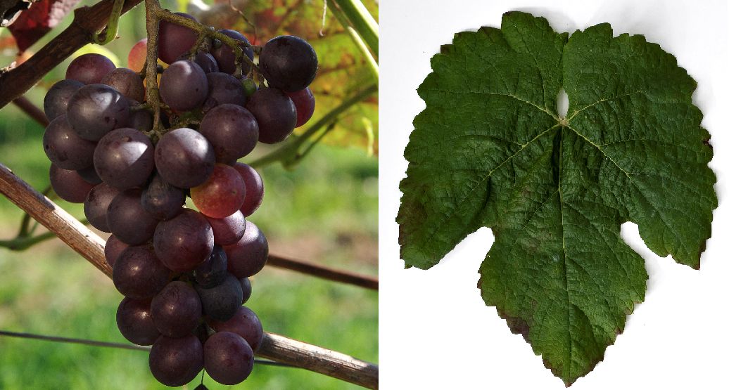 Alden - Weintraube und Blatt