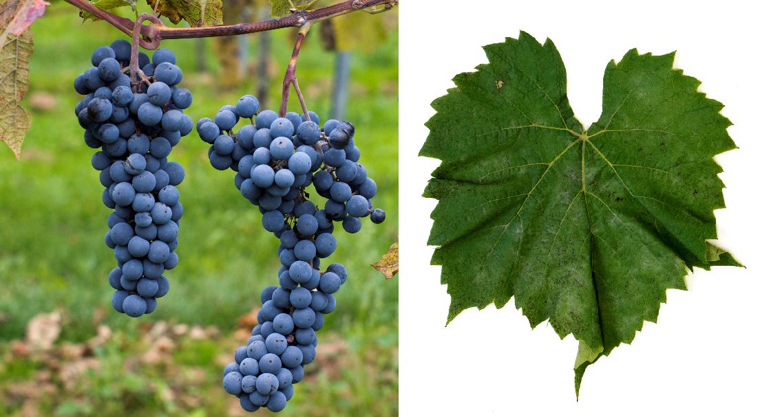 Colobel - Weintraube und Blatt