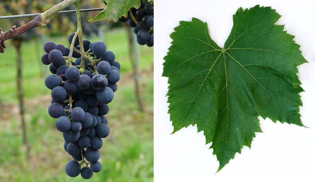 Aramon du Gard - Weintraube und Blatt