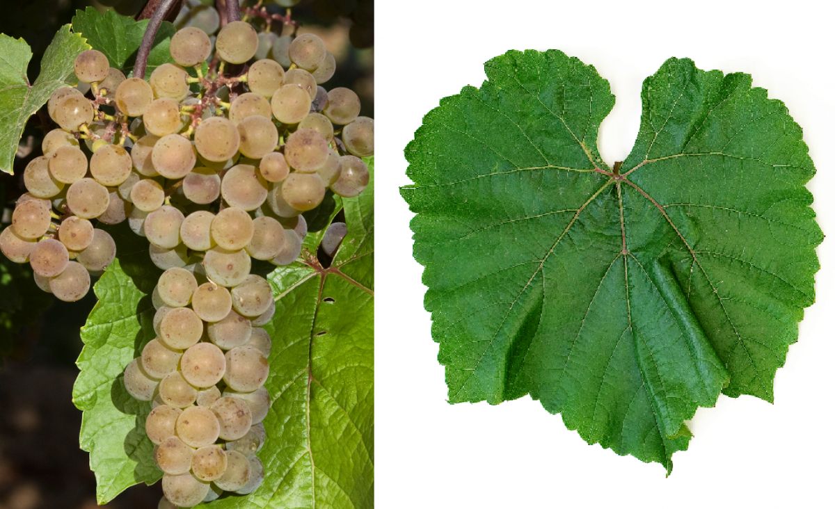 L’Acadie Blanc - Weintraube und Blatt