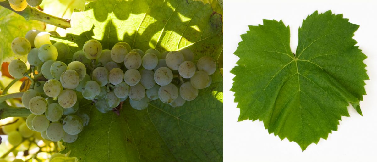 Muscaris - Weintraube und Blatt 