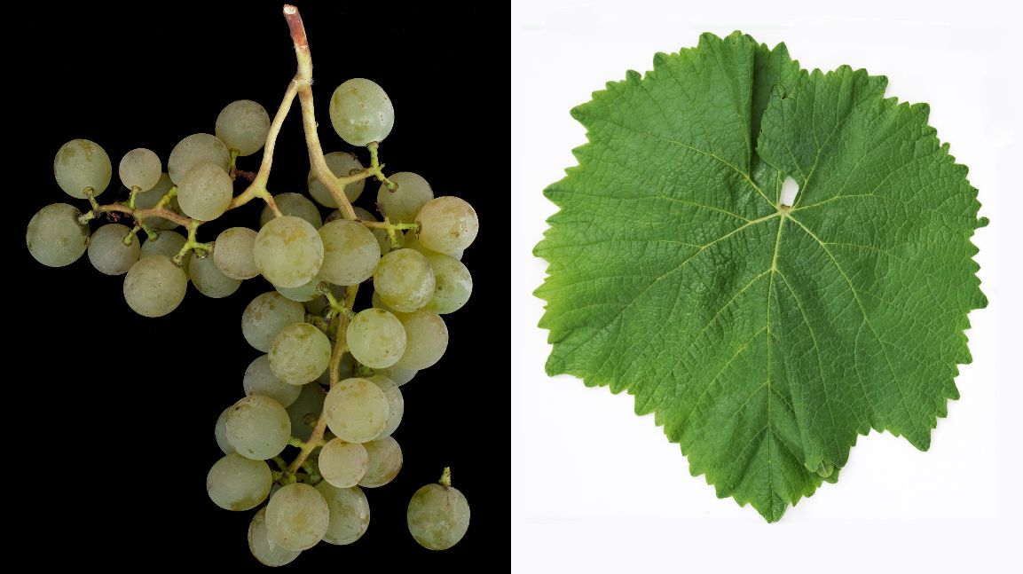 Calastra - Weintraube und Blatt