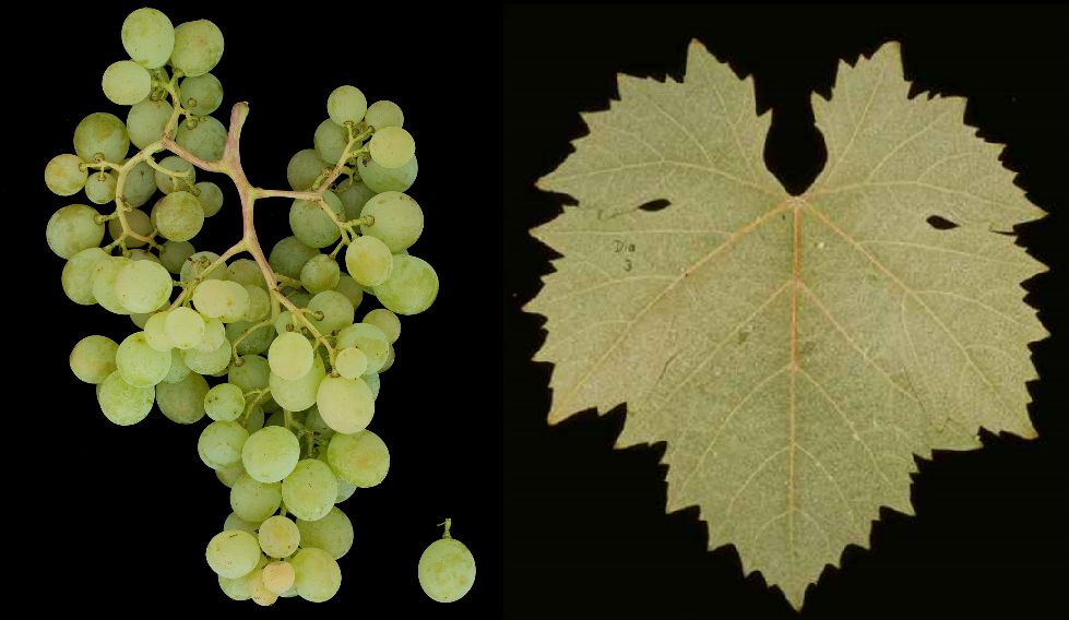 Diagalves - Weintraube und Blatt