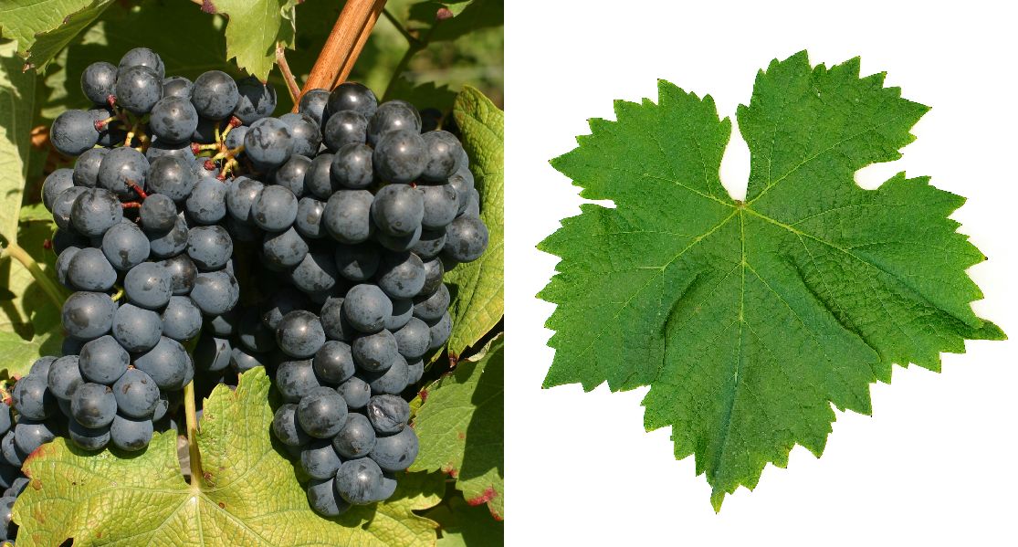 Abouriou - Weintraube und Blatt
