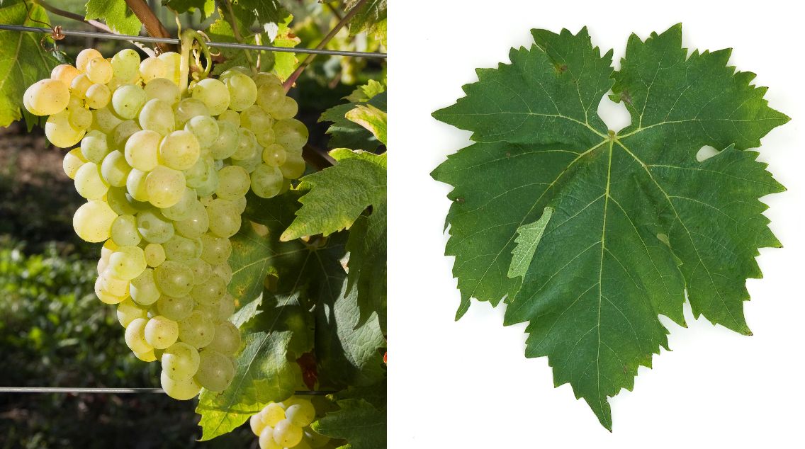 Foster’s White Seedling - Weintraube und Blatt