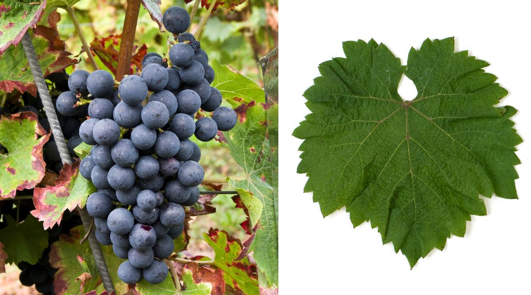 Pinotin - Weintraube und Blatt