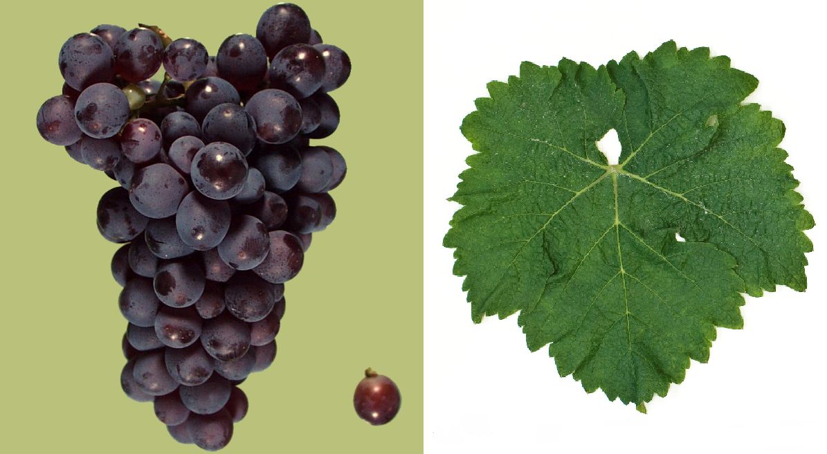 Sauvignon Rouge - Weintraube und Blatt