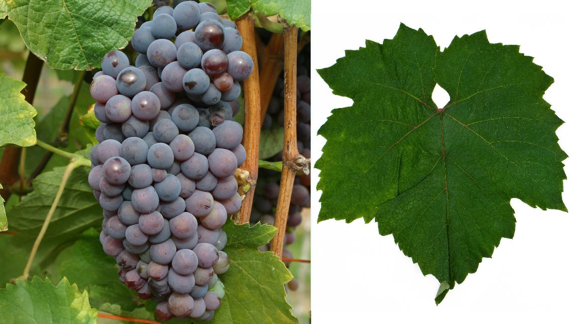 Shiroka Melnishka - Weintraube und Blatt