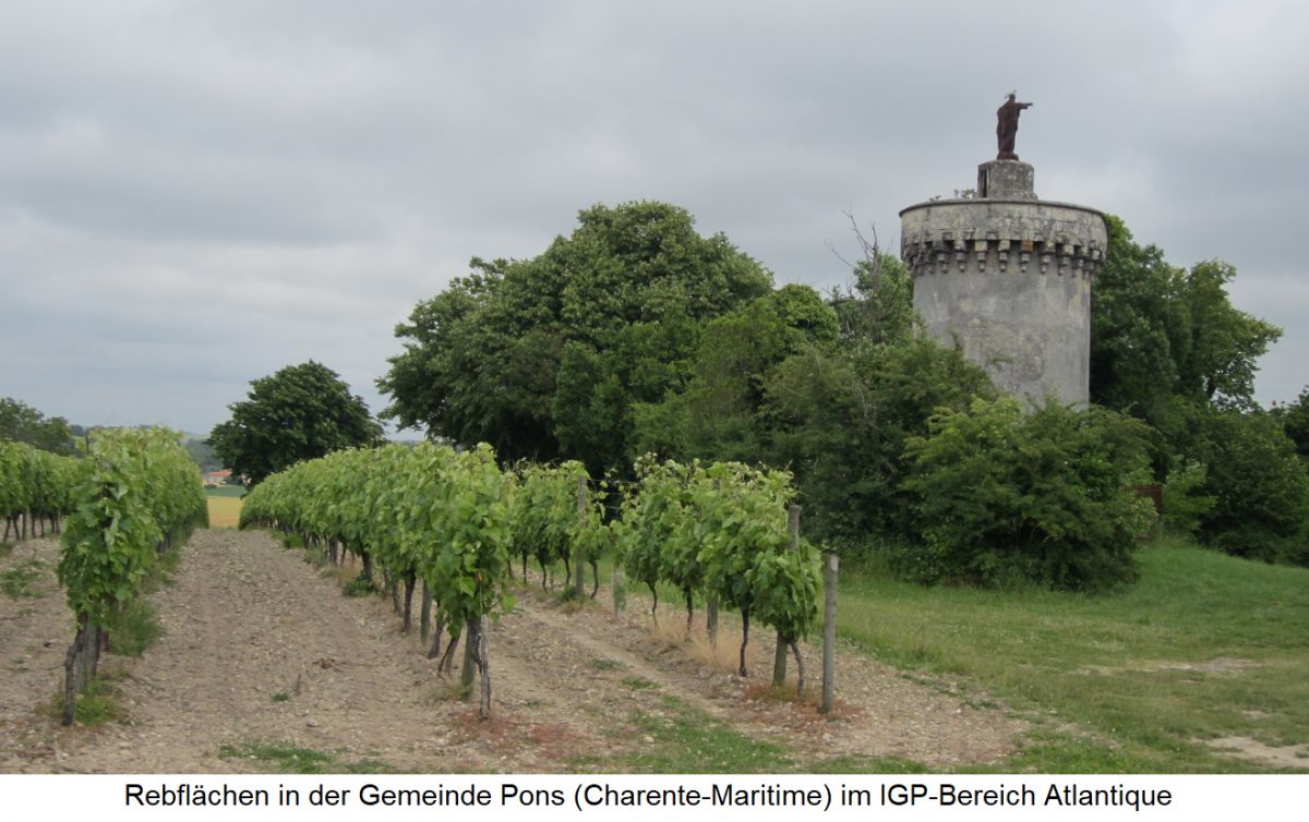 Rebflächen in der Gemeinde Pons (Charente-Maritime) im IGP-Bereich Atlantique