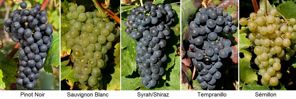 Cépages nobles - Pinot Noir, Sauvignon Blanc, Syrah/Shiraz, Tempranillo, Sémillon