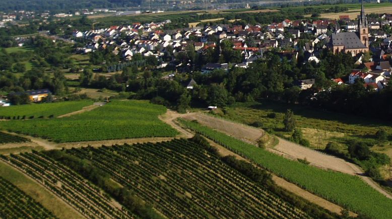 Einzellage Gräfenberg in der Gemeinde Kiedrich im Rheingau