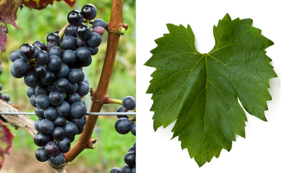 Purcsin - Weintraube und Blatt