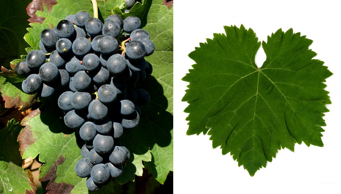 Saperavi - Weintraube und Blatt