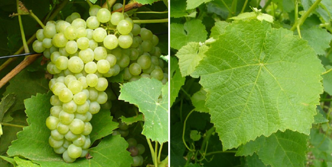 Albarola - Weintraube und Blatt