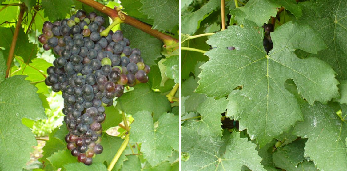 Albarossa - Weintraube und Blatt