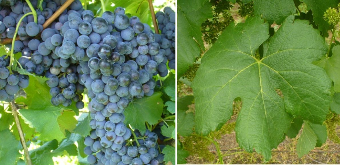 Cornarea - Weintraube und Blatt