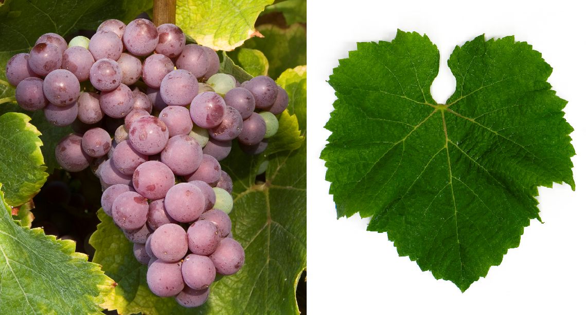 Flora - Weintraube und Blatt