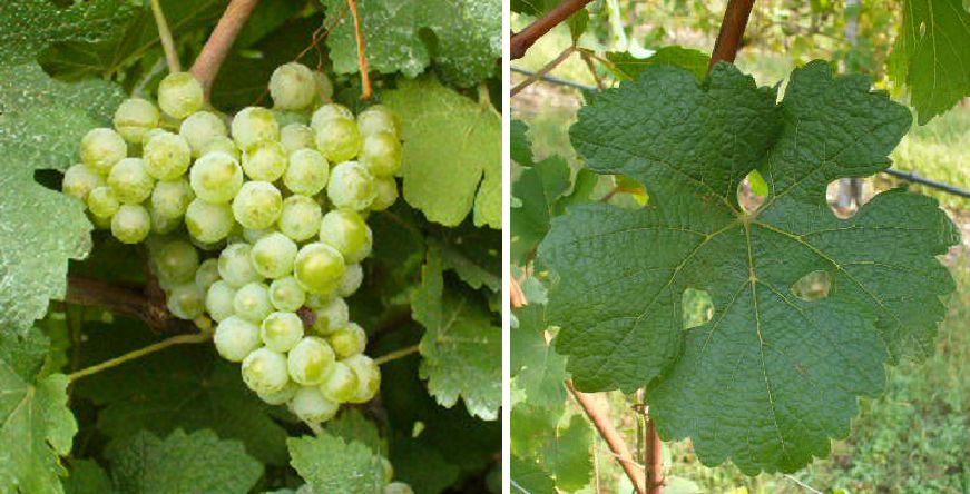 Manzoni Bianco - Weintraube und Blatt