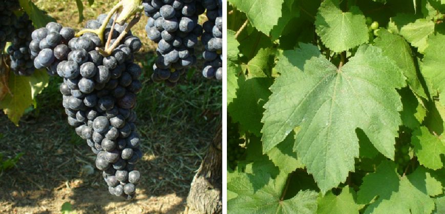 Lambrusco Maestri - Weintraube und Blatt