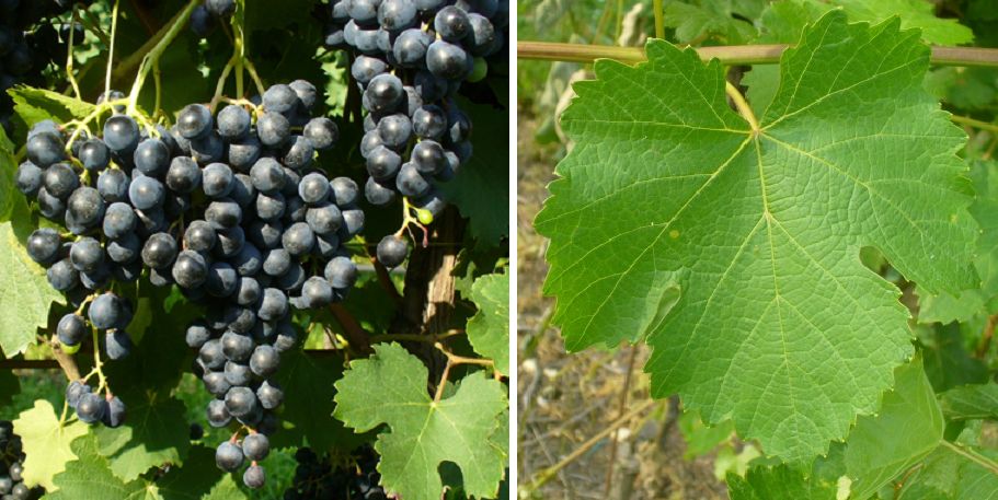 Lambrusco Grasparossa - Weintraube und Blatt