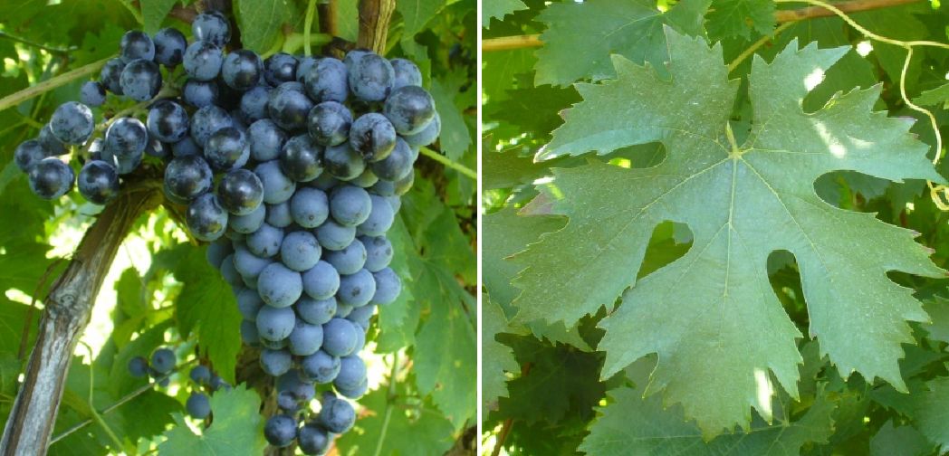 Enantio (Lambrusco a Foglia Frastagliata) - Weintraube und Blatt