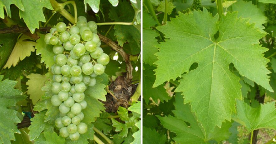 Biancone di Portoferraio - Weintraube und Blatt