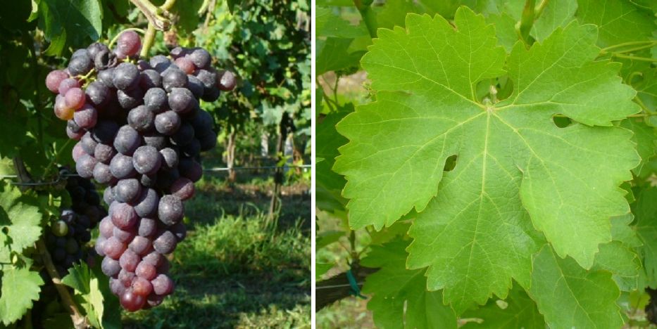 Colombana Nera - Weintraube und Blatt