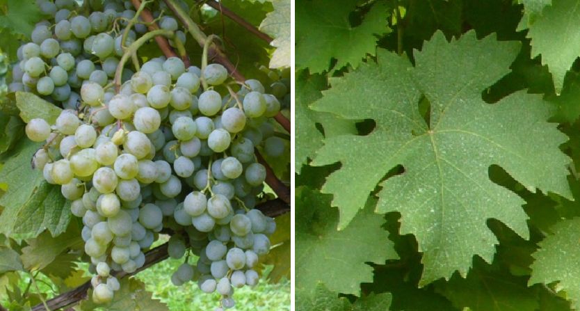 Verdea - Weintraube und Blatt