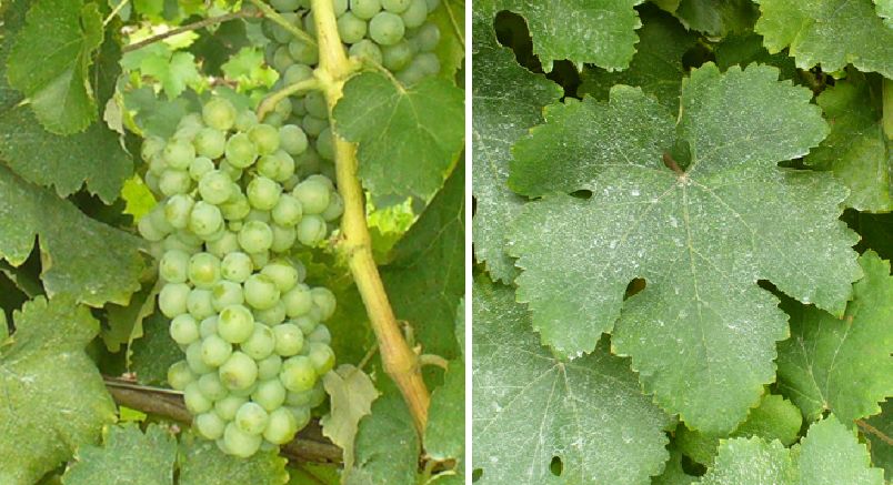 Albanello - Weintraube und Blatt